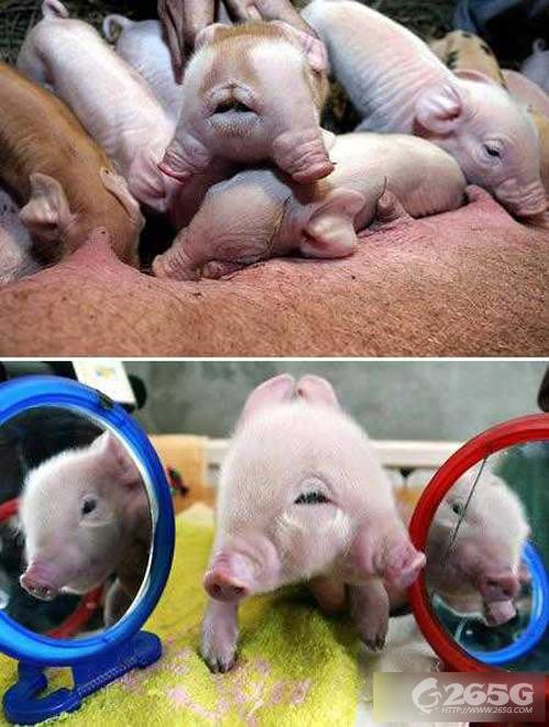 Ȼ˫ ̵˫ͷζ