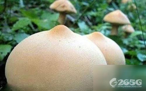 ڸùѼɽͼ